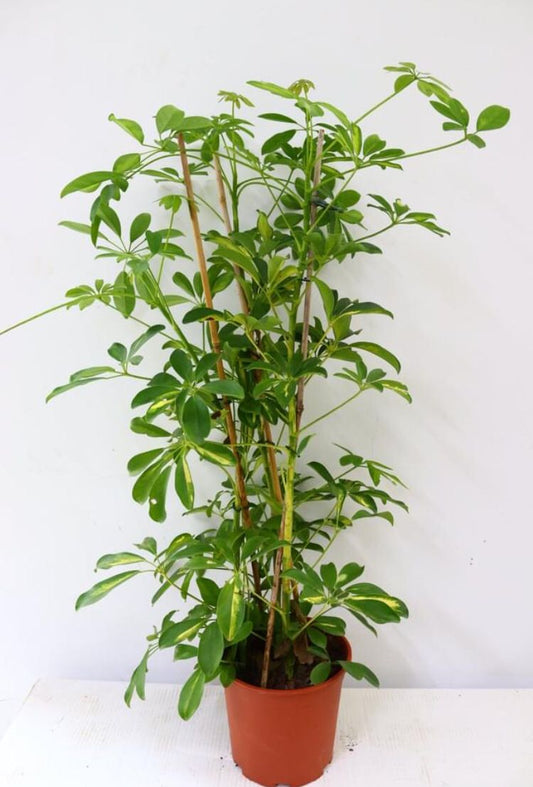 Dwarf Umbrella Tree-Schefflera Arboricola 70cm-80cm - PlantmartUAE.com