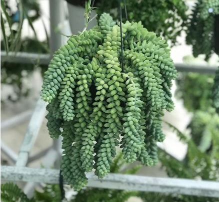 Sedum Barrito/Donkey tail - PlantmartUAE.com