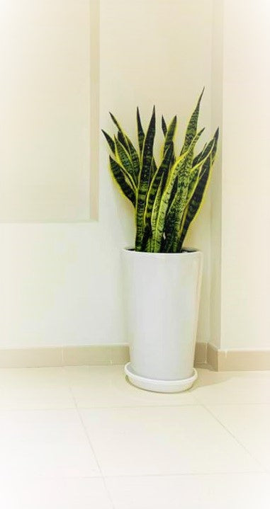 Sansevieria/Snake plant XL with Large CERAMIC pot - PlantmartUAE.com