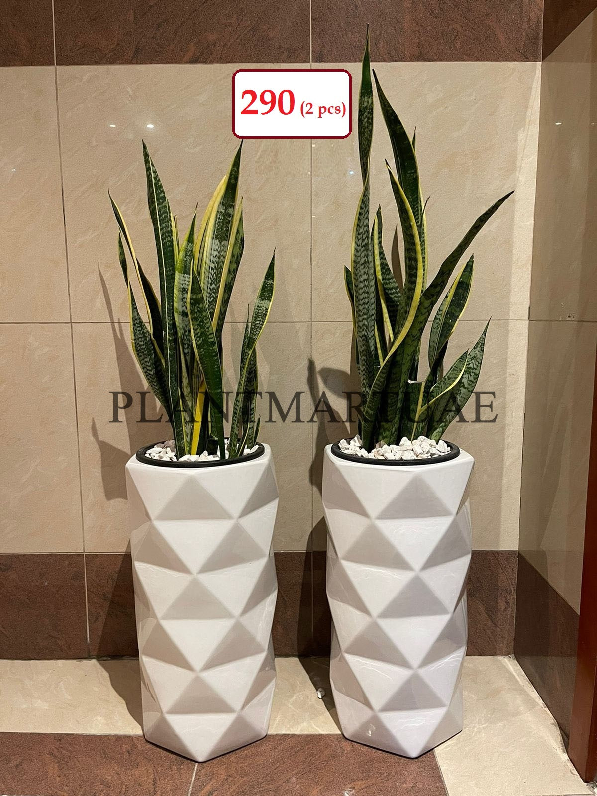 Combo: Snake plant(L), Sansevieria /CERAMIC pots - PlantmartUAE.com