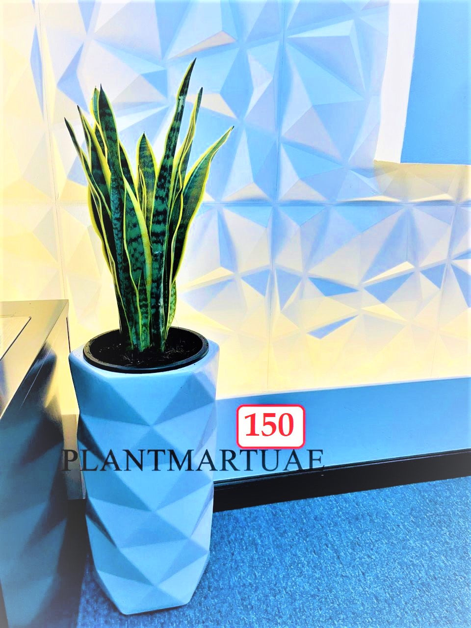 Combo: Snake plant(L), Sansevieria /CERAMIC pots - PlantmartUAE.com