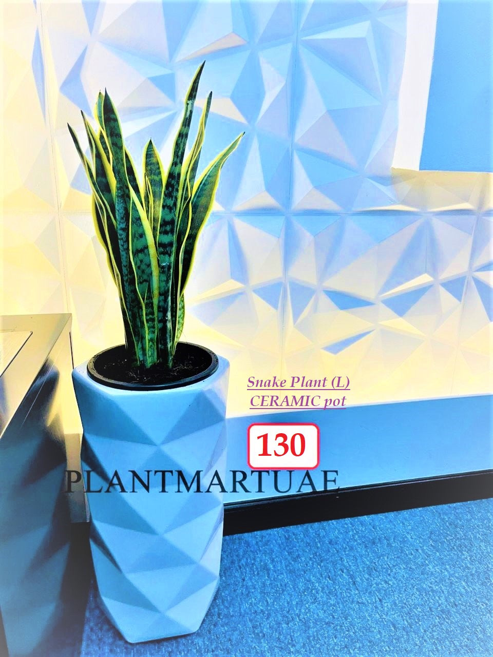 Sansevieria/Snake plant (L)/CERAMIC pot - PlantmartUAE.com