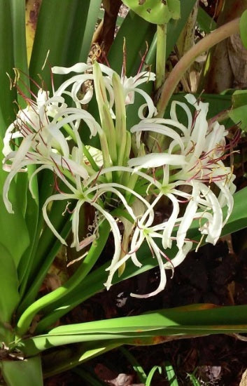Spider Lily 50cm - 60cm - PlantmartUAE.com