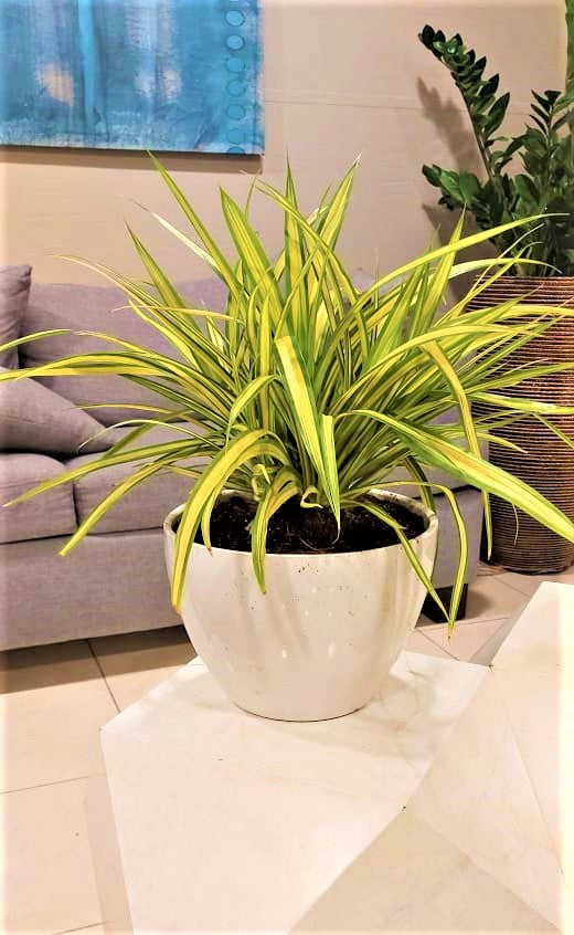 Spider plant/CERAMIC POT 30cm-40cm - PlantmartUAE.com