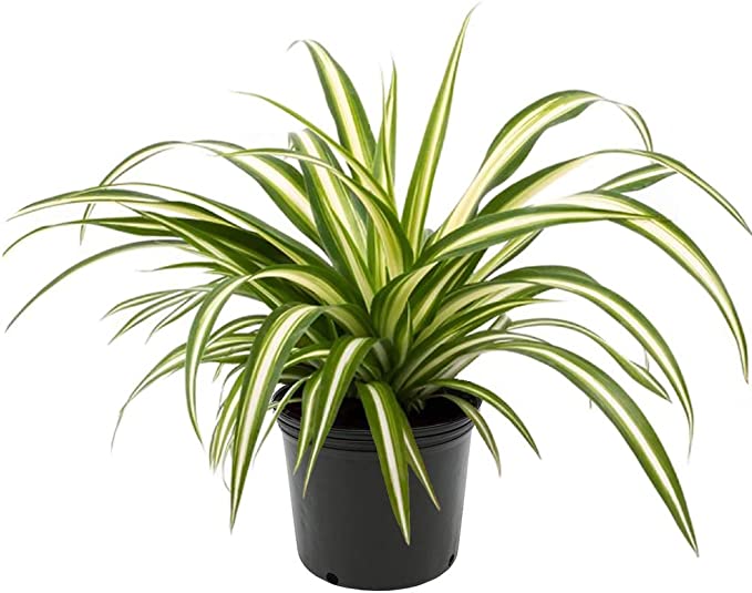 Spider plant (plastic pot) - PlantmartUAE.com