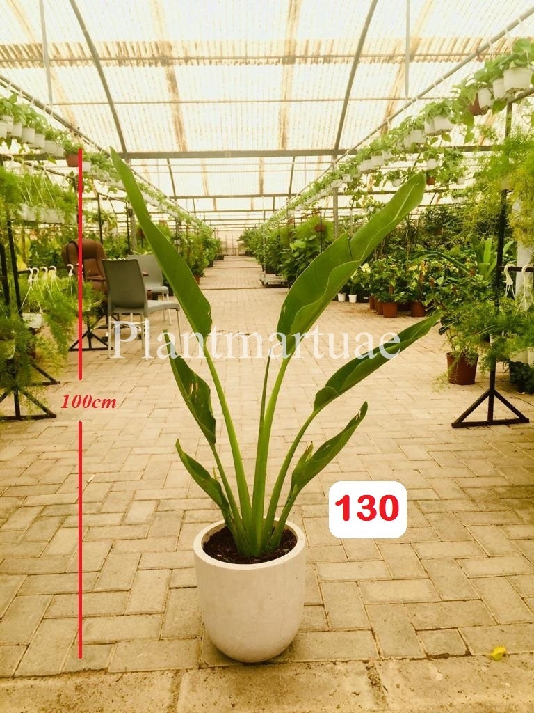 Travelers palm(small) CERAMIC POT- 1mtr - PlantmartUAE.com