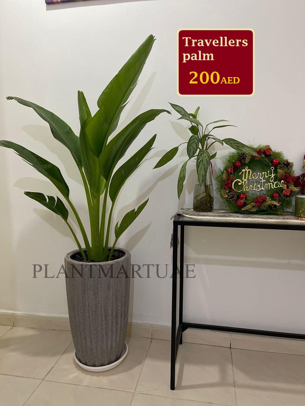 Traveler's Palm with ceramic pot - PlantmartUAE.com