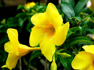 Trumpet Bush - Yellow Bells 60cm - 80cm - PlantmartUAE.com