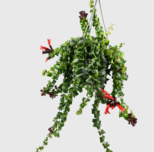 Twisted Lipstick Plant Hanging-20cm-35cm - PlantmartUAE.com