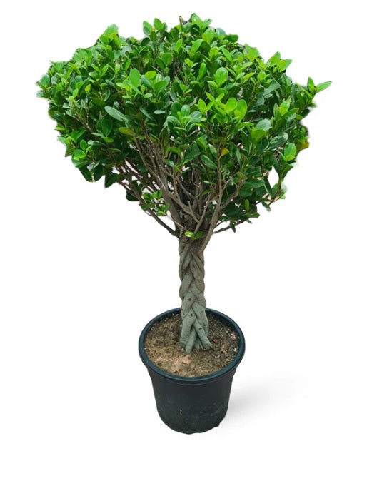 Twisted Ficus panda/Retusa140cm - PlantmartUAE.com