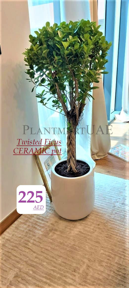 Twisted Ficus/ CERAMIC pot - PlantmartUAE.com