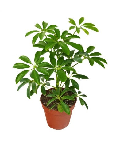 Umbrella Plant - Schefflera Arboricola 40cm - PlantmartUAE.com