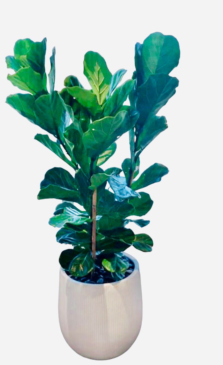 Fiddle Leaf Fig - 2 Stem - 1mtr-1.2mtr - PlantmartUAE.com