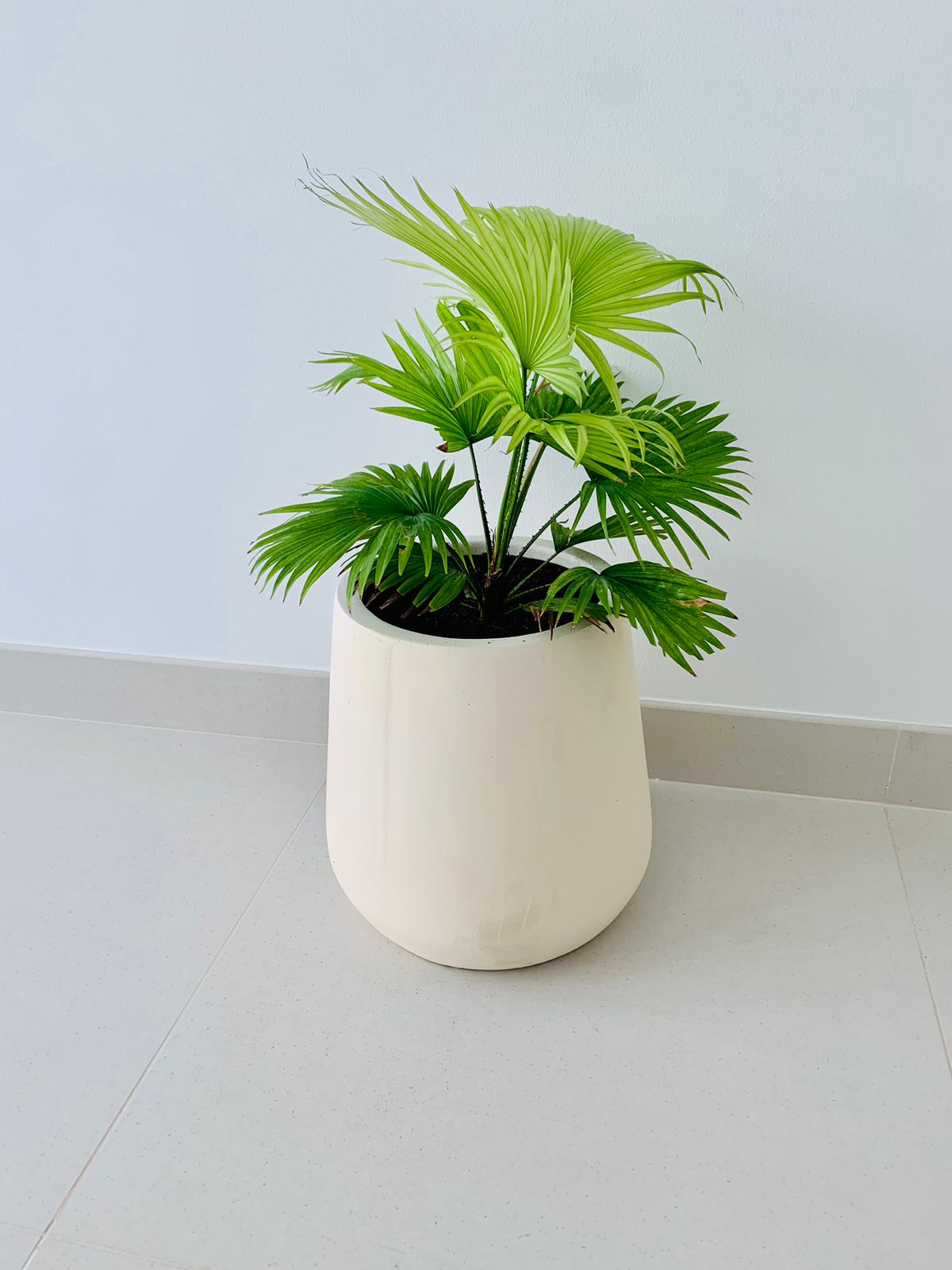 Livistonia Rotundifolia/Footstool Palm 25cm-30cm - PlantmartUAE.com