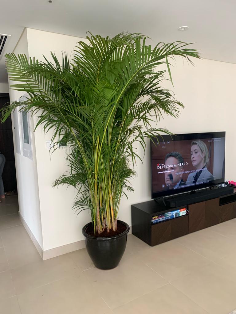 Areca Palm XXL 2.3mtr-2.5.mtr - PlantmartUAE.com