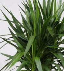 Yucca Branched 7cm-80cm - PlantmartUAE.com