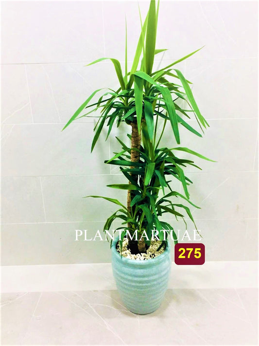 Yucca XL- CERAMIC POT 150cm-160cm - PlantmartUAE.com