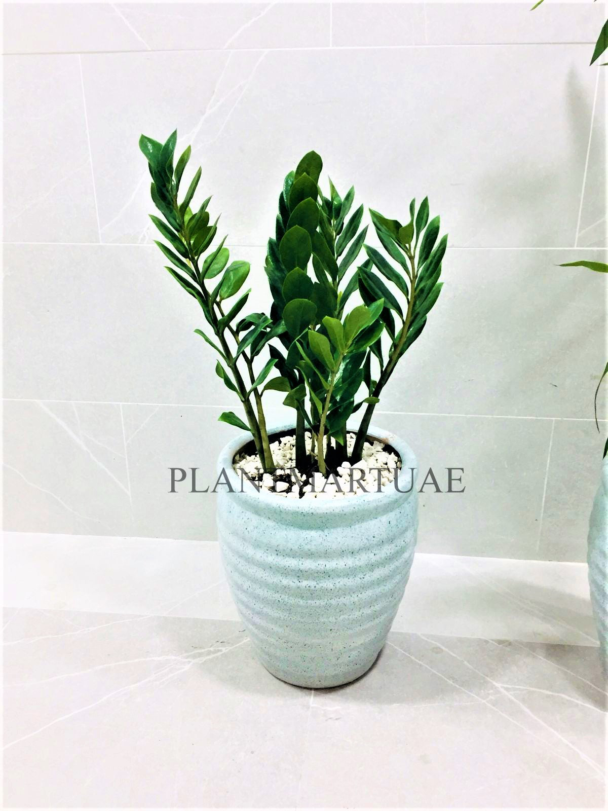 Zamioculcas zamiifolia, Zanzibar Gem/ZZ Plant (L) CERAMIC POT - PlantmartUAE.com