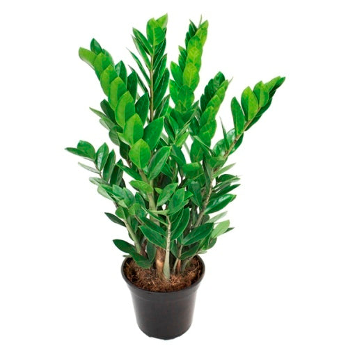 Zamioculcas, Zanzibar Gem or ZZ Plant (L) nursery pot - PlantmartUAE.com