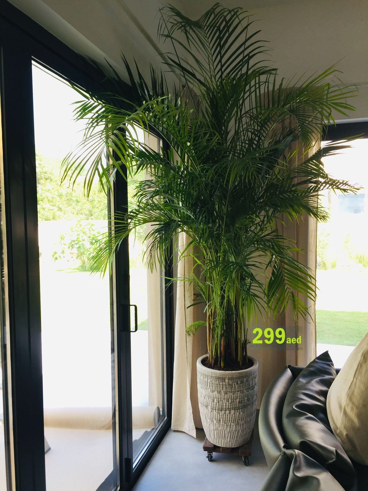 Areca Palm XXL 2.2mtr - PlantmartUAE.com