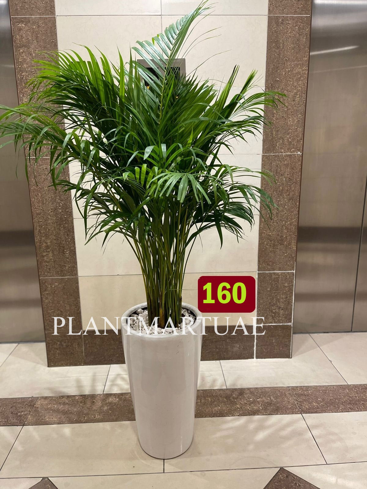 Areca palm medium CERAMIC POT - PlantmartUAE.com