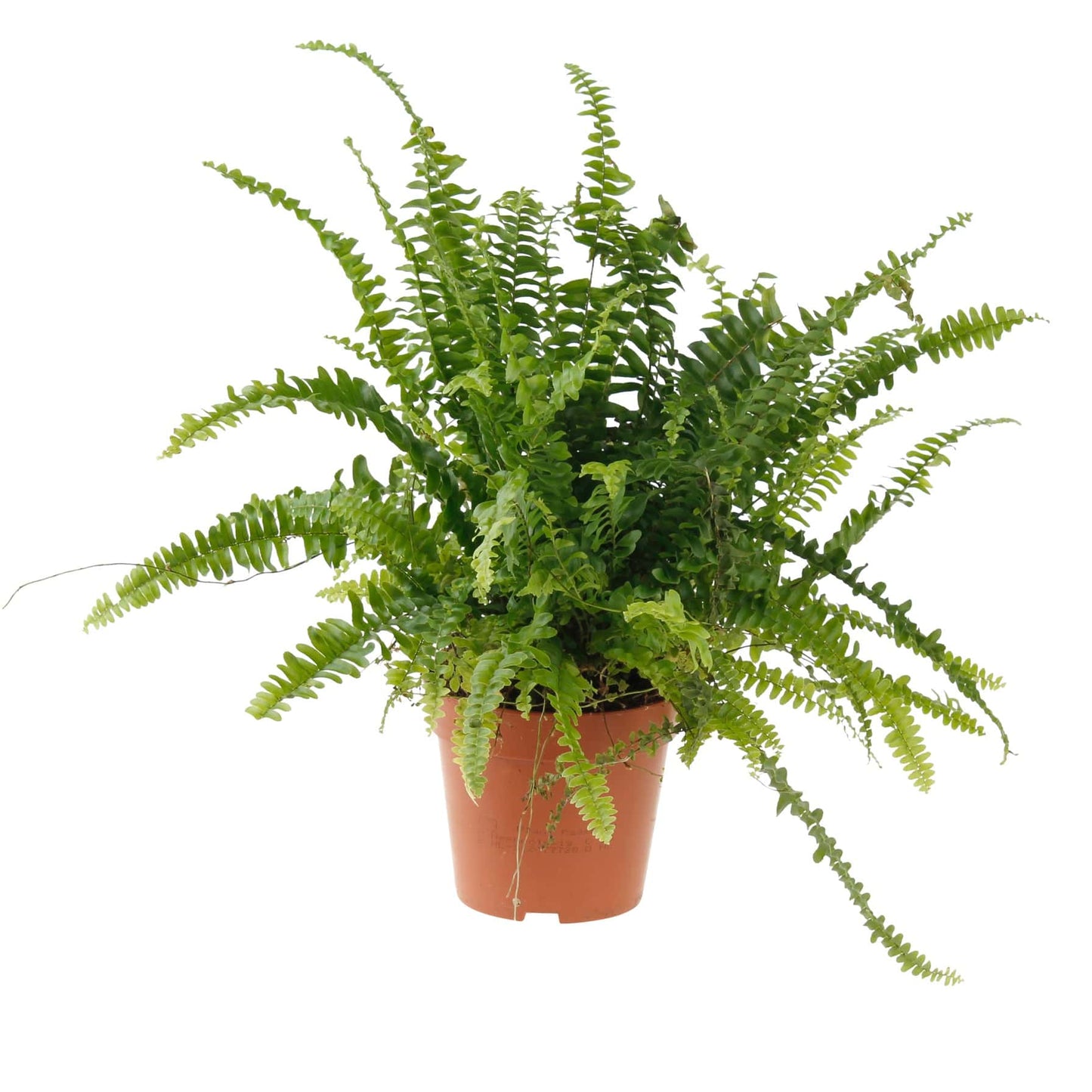 Boston Fern (M) 30cm-40cm - PlantmartUAE.com