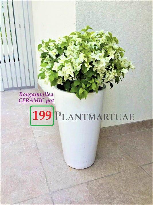Bougeinvillea in Large CERAMIC pot - PlantmartUAE.com