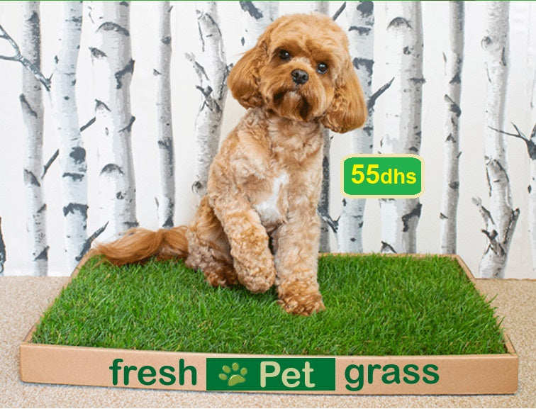 Fresh-Pet-GRASS (pet potty training pad) - PlantmartUAE.com