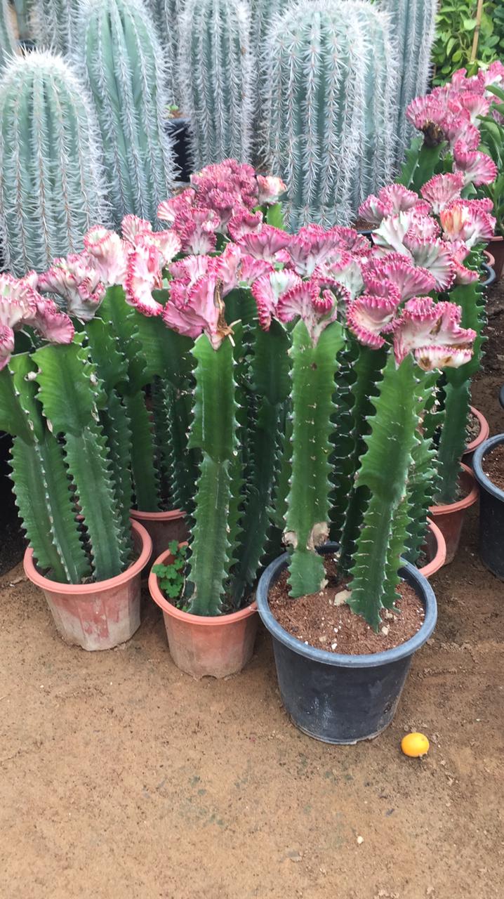Cactus Euphorbia (L) nursery pot - PlantmartUAE.com