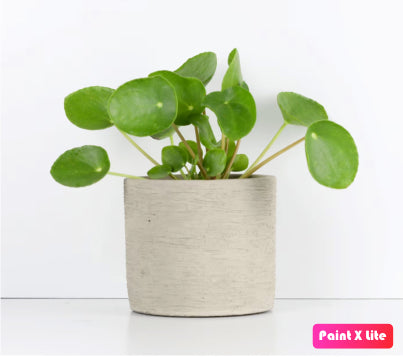 Pilea Peperomioides - Chinese Money Plant - PlantmartUAE.com