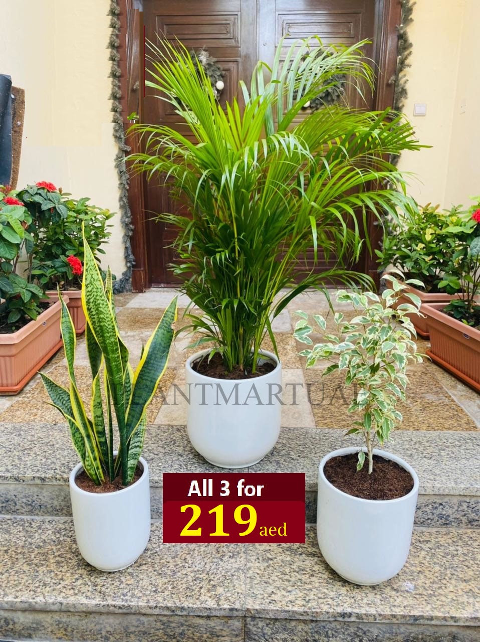 Combo SALE:  3 indoor plants- CERAMIC POT - PlantmartUAE.com