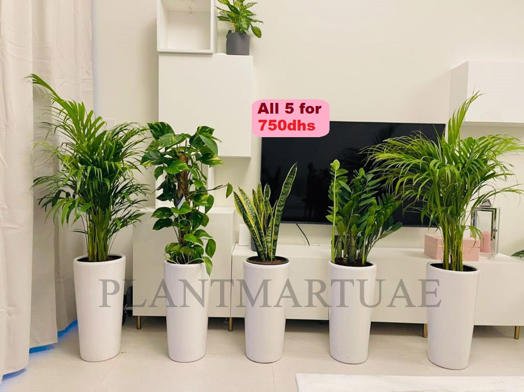 Combo offer: 5 indoor plants / (L) CERAMIC pots - PlantmartUAE.com