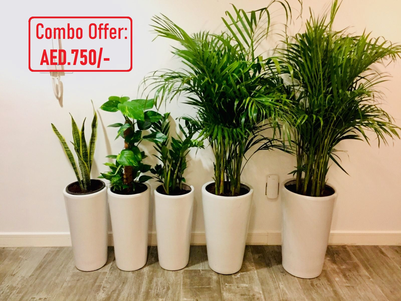 Combo offer: 5 indoor plants / (L) CERAMIC pots - PlantmartUAE.com