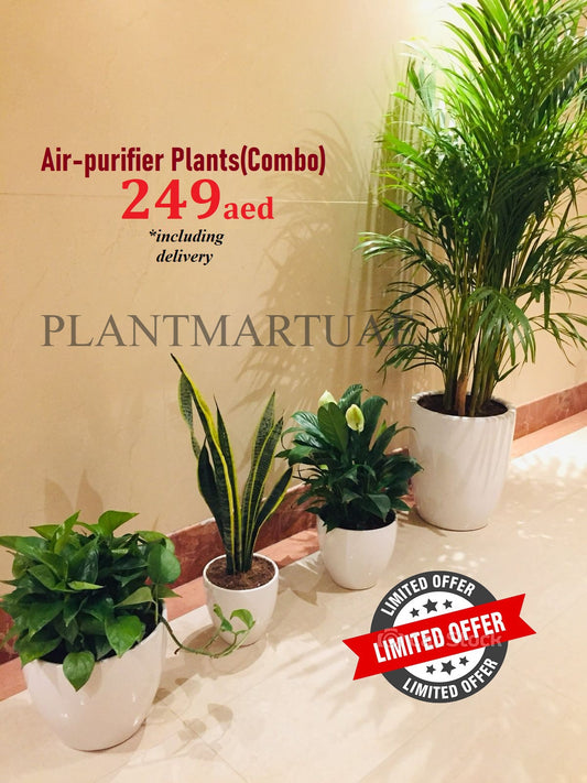 Combo SALE: 4 air purifying plants/CERAMIC POTS - PlantmartUAE.com