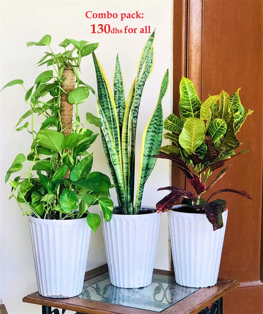 Combo set: 3 indoor plants (med.) / CERAMIC pots - PlantmartUAE.com