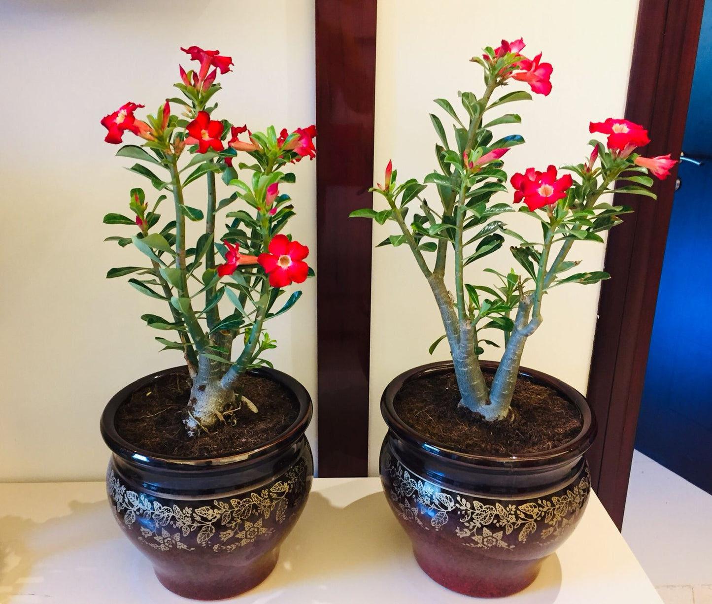 Combo: 2pcs Adenium obesum /Desert Rose (Large)- Ceramic pot - PlantmartUAE.com