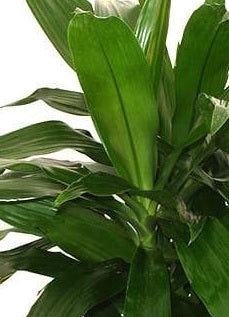 Dracaena Janet Craig 100cm-120cm - PlantmartUAE.com