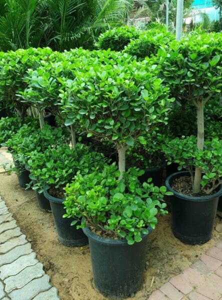 Ficus panda 2 head/tier - PlantmartUAE.com