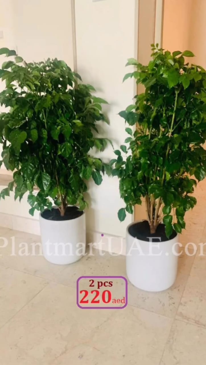 twin pack:China doll/Ceramic pot. 2 for 220dhs - PlantmartUAE.com