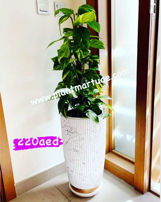 money plant (Holland) in Marble/Gold design Ceramic pot - PlantmartUAE.com