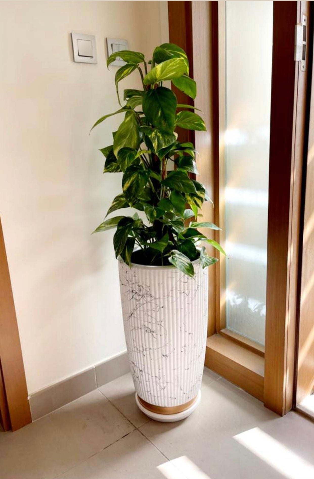 money plant (Holland) in Marble/Gold design Ceramic pot - PlantmartUAE.com