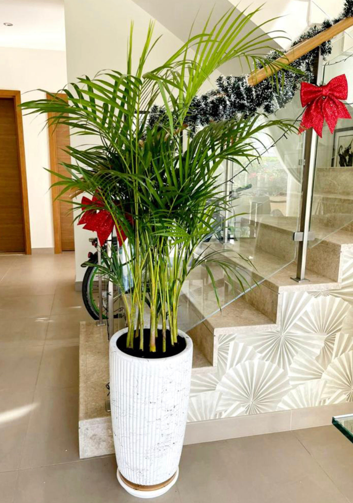 Areca palm with Marble/Gold ceramic pot - PlantmartUAE.com