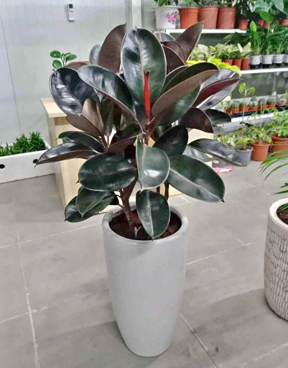 Rubber plant 3PP CERAMIC POT -80cm-100cm - PlantmartUAE.com