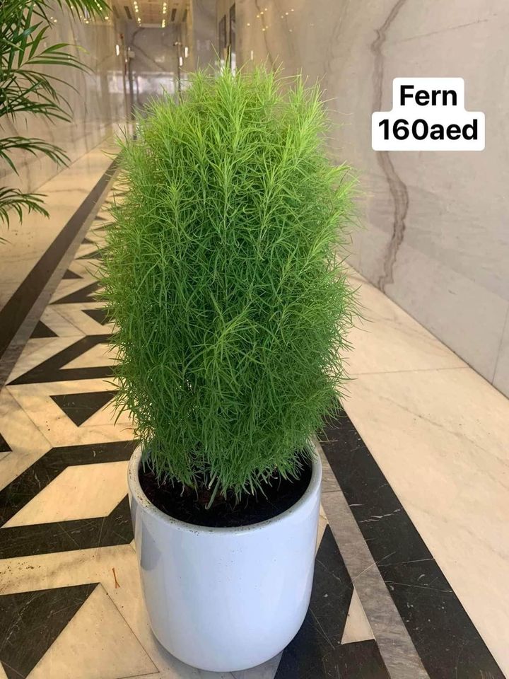 Lemon Cyperus with ceramic pot 60 – 80cm height - PlantmartUAE.com