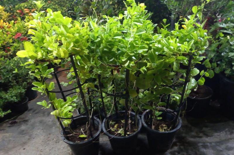 Mandevilla Vine Creeper Plant - PlantmartUAE.com
