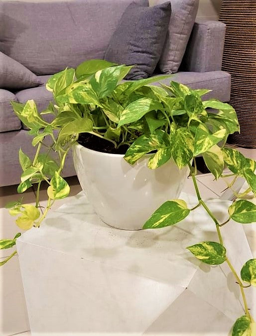 Money plant/pothos CERAMIC POT 30cm-40cm - PlantmartUAE.com