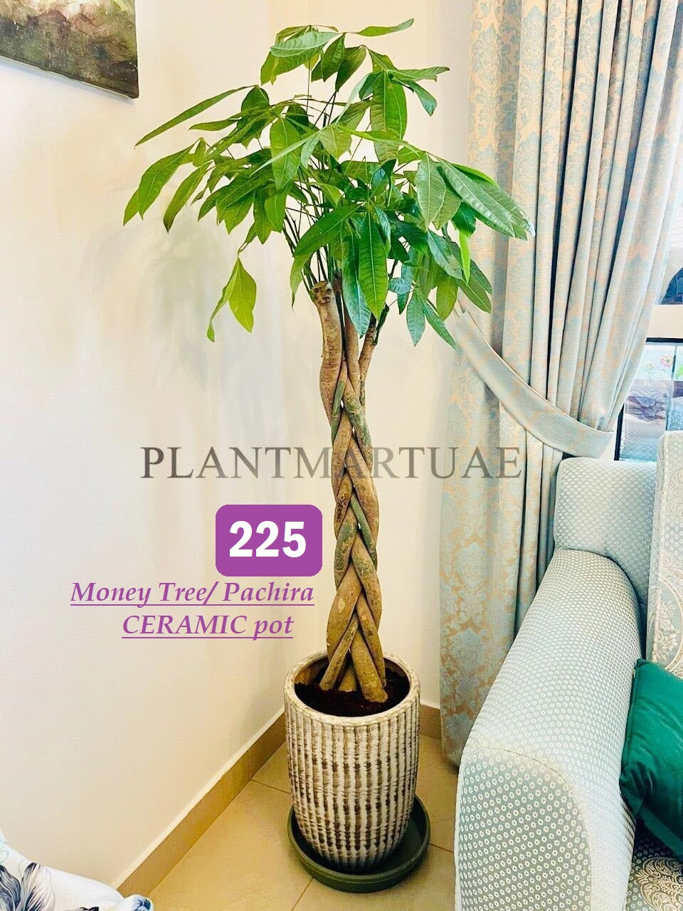 Money Tree/Pachira twisted CERAMIC pot - PlantmartUAE.com