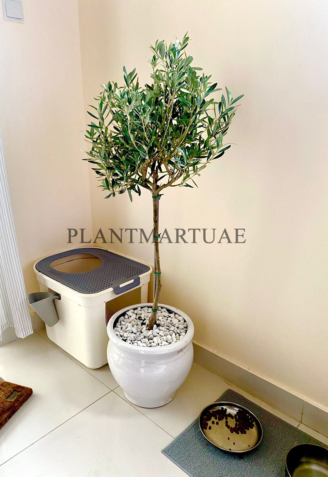 Olive tree - CERAMIC POT 160cm-170cm - PlantmartUAE.com