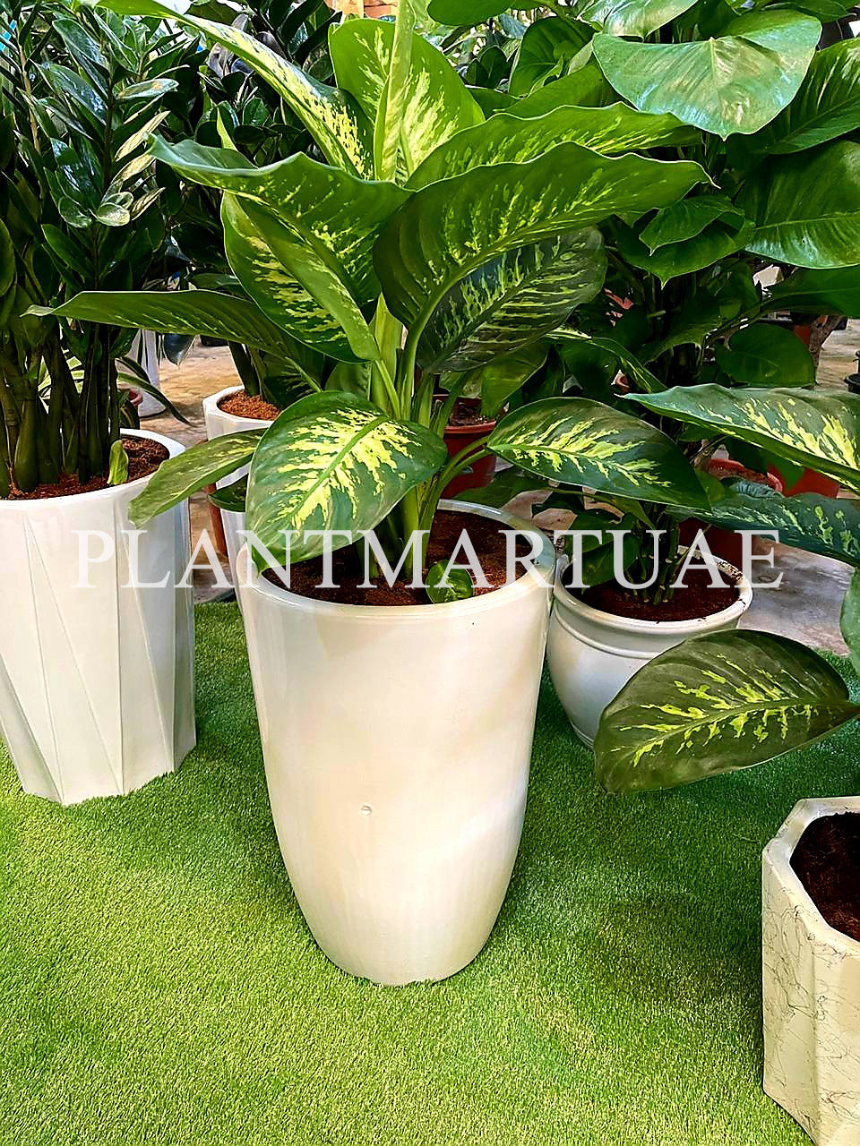 Dieffenbachia seguine (L),Dumb Cane CERAMIC POT - PlantmartUAE.com