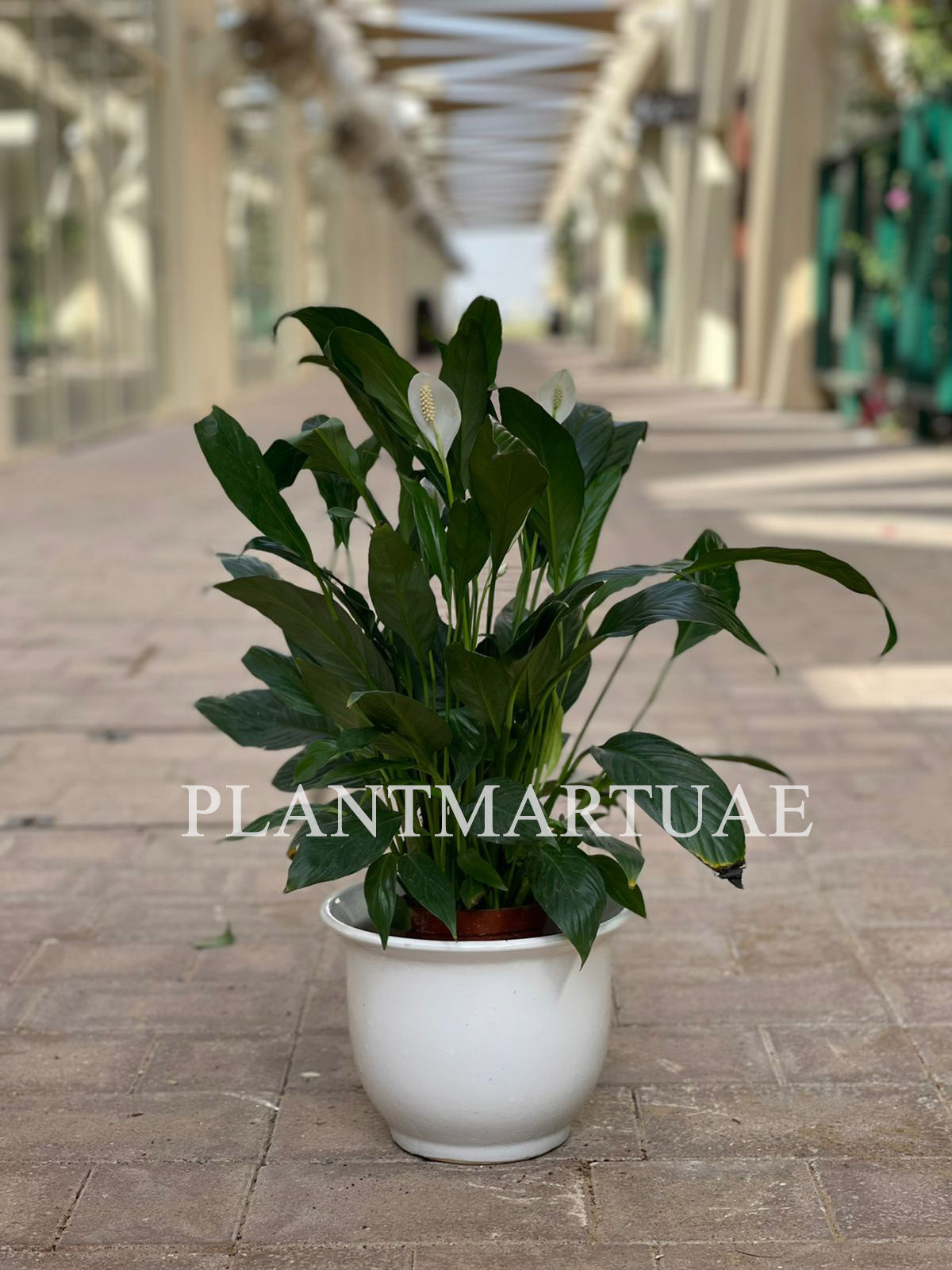 Spathiphyllum Sweet Lauretta - Peace Lily 30cm-40cm - PlantmartUAE.com